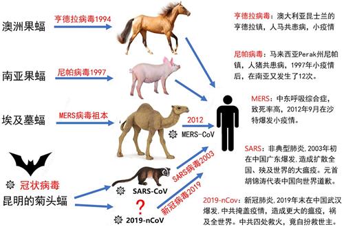 '圖：世界上有1200多種蝙蝠，已在200多種體內檢測到4000多種病毒，這是近來傳給人的幾種傳染病。'