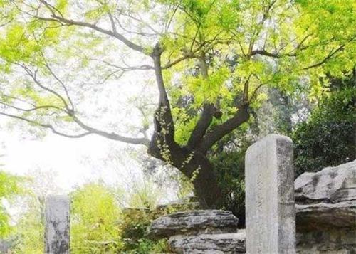圖1：北京景山公園紀念明朝崇禎帝自縊殉國處，古歪脖樹已死，後來移植了新株。